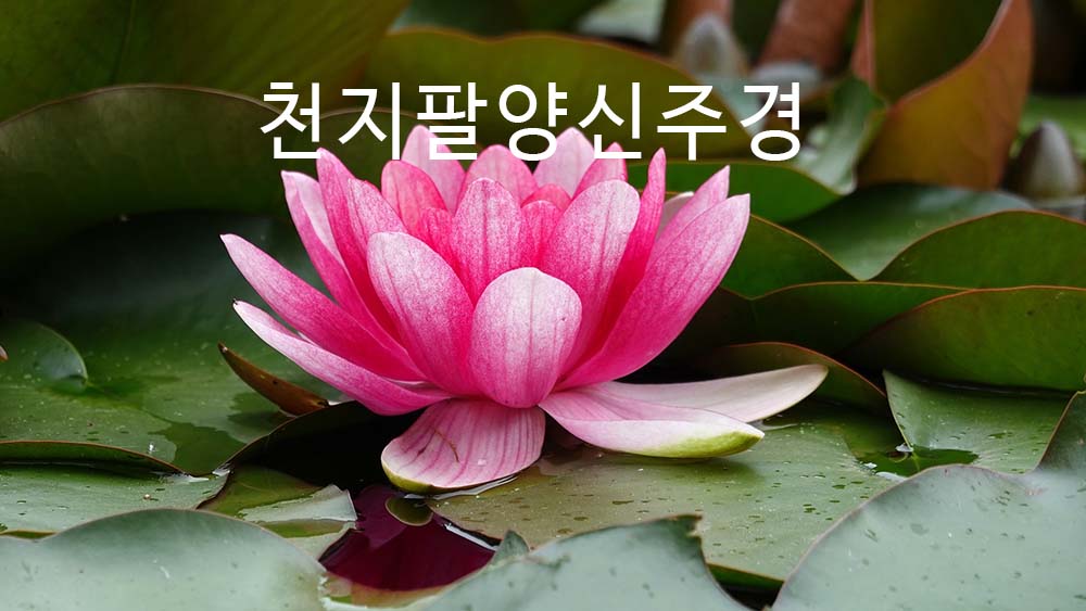  천지팔양신주경(팔양경)원문.