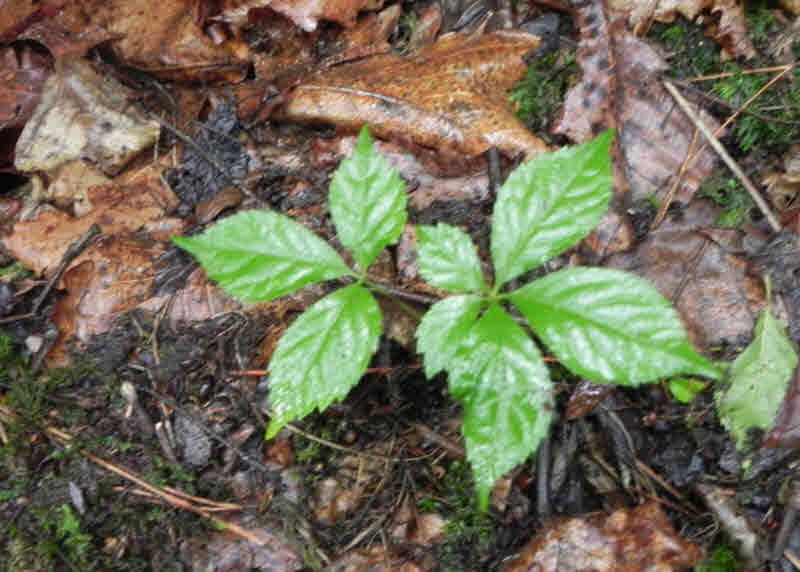 7 일본천도와 부여의 감나무, 동자삼, 구미호 변신  [산정기담]