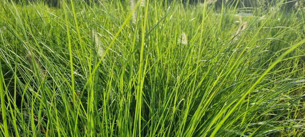 아침마다 1시간 맨발걷기