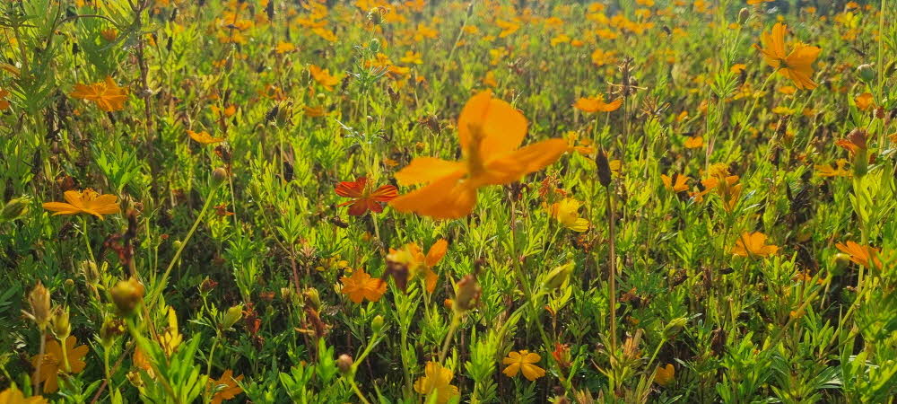 아침마다 1시간 맨발걷기