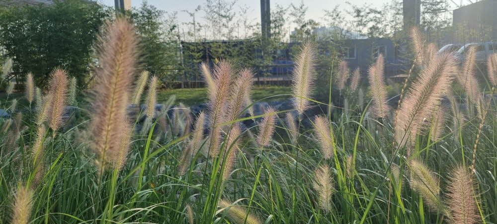 아침마다 1시간 맨발걷기