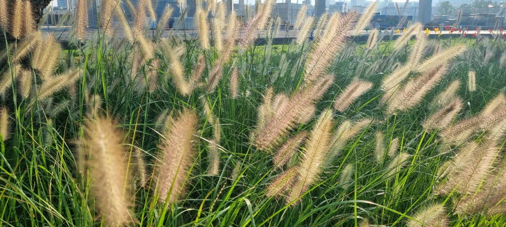 아침마다 1시간 맨발걷기