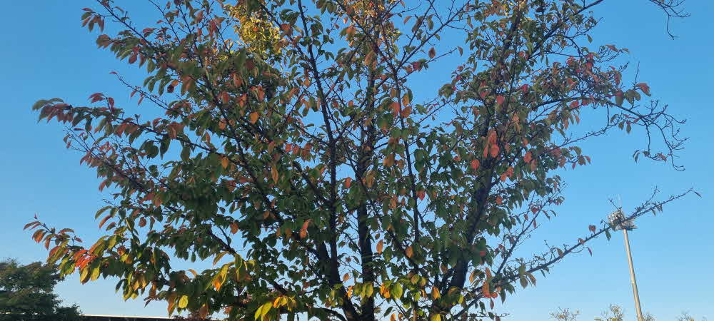 그 무덥던 여름도 지나가고 어느덧 가을이 다가와있다.